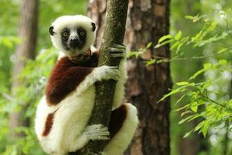 Lemur HD Desktop Wallpaper 7wallpaper Net