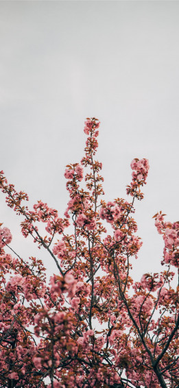 Magnolia iPhone X Wallpaper