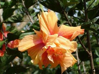 Tropical Flowers Flower Background Wallpaper