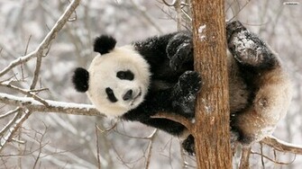 Youwall Cute Panda Wallpaper