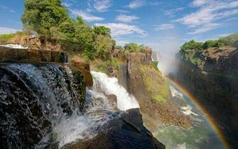Mist Rainbow Jungle Trees Wallpaper