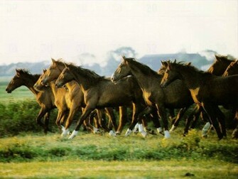 Horse Wallpaper01 Pc Wallpaper
