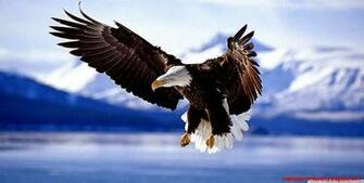 Bald Eagle HD Desktop Wallpaper Widescreen High Definition