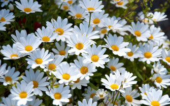 Daisy Flower Wallpaper