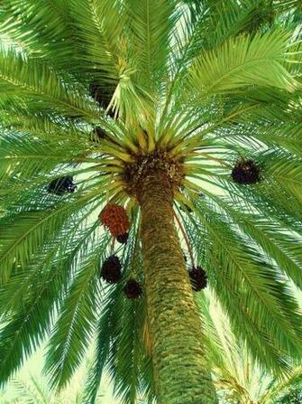 Palmeral Of Elche Desktop Wallpaper