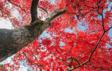Wallpaper Autumn The Sky Leaves Trees Red