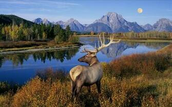Wildlife Photography Wallpaper Animal