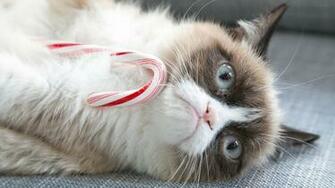 Grumpy Cat Christmas Wallpaper Animalgals