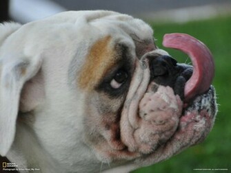 English Bulldog
