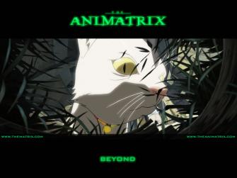 The Animatrix Wallpaper Anime Hq Pictures 4k