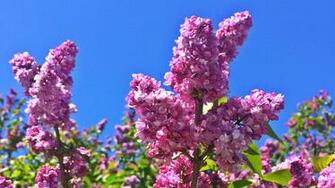 Lilac Festival Announces Dates New Entertainment Holiday