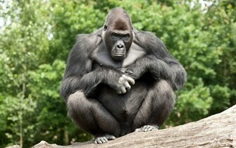 Animal Gorilla Wallpaper