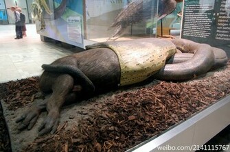 Snakes HD Wallpaper Wallpaper202