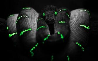 Amazing Black Color Wallpaper And Background For Your Desktop