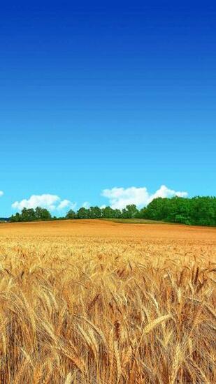 Samsung Galaxy J7 Wallpaper Farmer Fields Android