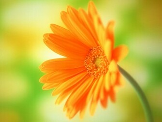 Flowers Desktop Wallpaper Beautiful