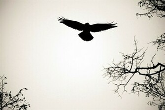 Bird Silhouette Wallpaper