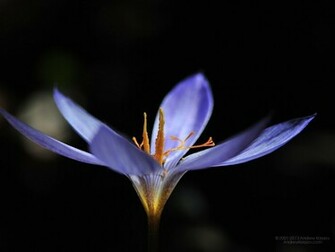 Flowers Desktop Wallpaper X Image Crocus