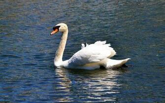 Mute Swan Computer Wallpaper Desktop Background Id