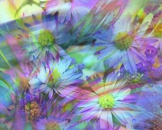 Most Beautiful Flower Wallpaper