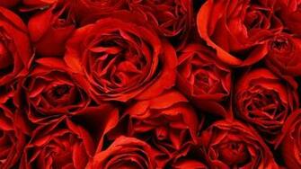 Comments For Million Red Roses HD Wallpaper Hq