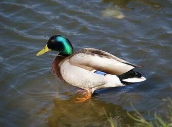 Mallard Duck Wallpaper