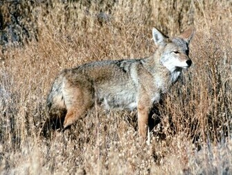 Coyote Wallpaper Background