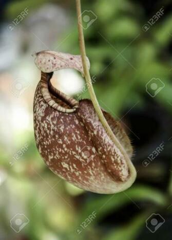 Best Closeup Of Nepenthes With Blurred Wallpaper Image