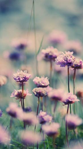 Spring Flowers iPhone 6s Plus Wallpaper And