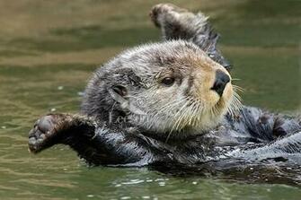 Sea Otter Enhydra Lutris Stretching After Short Nap I Died For