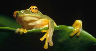 Tree Frog Computer Wallpaper Desktop Background