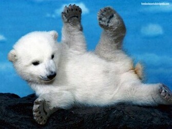 Descargar Imagen Cute Baby Animals Wallpaper HD Widescreen Gratis