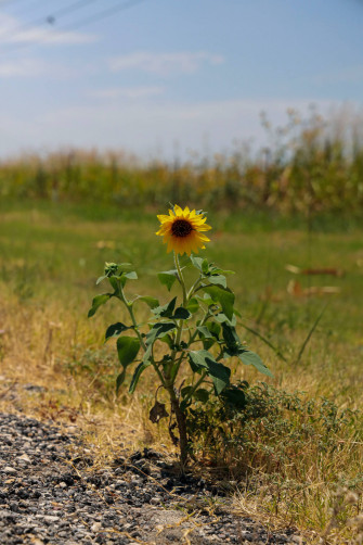 Sunflower Aesthetic Wallpaper