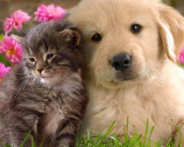 Kitten And Puppy Wallpaper On