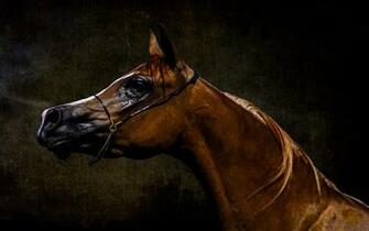High Resolution Arabian Horse Desktop Wallpaper