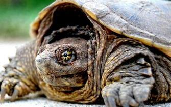 Close Up Turtles Tortoise Wallpaper HD Desktop And Mobile