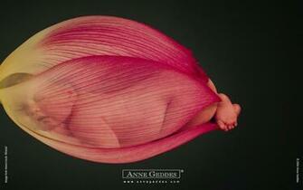 Anne Geddes Wallpaper Pictures