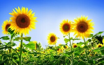 Wallpaper Beautiful Subflower Pictures For Background