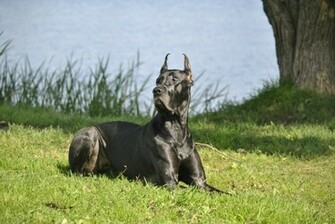 Wallpaper Dog Grass Great Dane