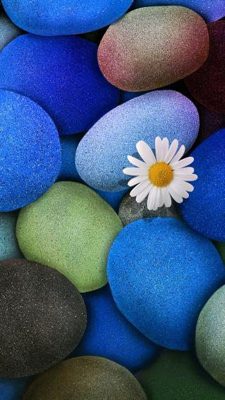 Stone Flower Wallpaper iPhone 6s Plus By Deviantsith17