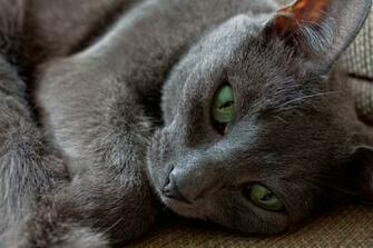 High Definition Kittens Wallpaper Abstract
