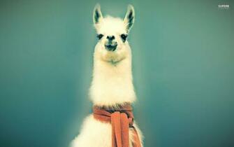White Fancy Lama