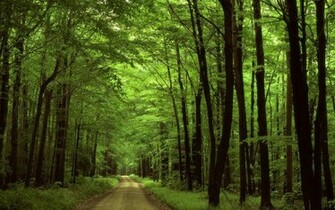 Bos Achtergrond Met Veel Bomen Langs De Weg HD Wallpaper Foto