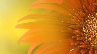 Orange Flower Wallpaper