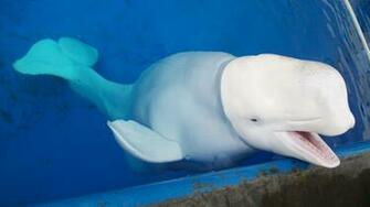 Beluga Whale Wallpaper