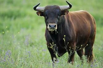 Bull Cow Wallpaper