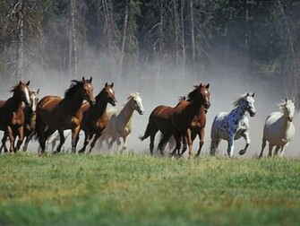 Wild Horses HD Wallpaper Wallpaper202