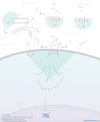 Il P28 Signaling Pathways R D Systems