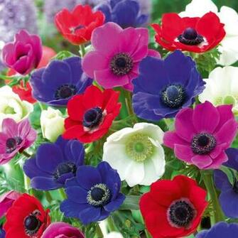 Amazing Flower Anemone Purple New Wallpaper