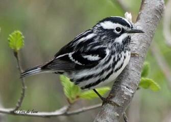 Black And White Image Of Birds Desktop Wallpaper
